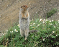 Ground Squirrel